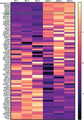 Cholecystokinin-A signaling regulates automaticity of pacemaker cardiomyocytes